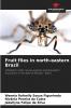 Fruit flies in north-eastern Brazil
