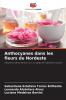 Anthocyanes dans les fleurs du Nordeste