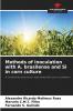 Methods of inoculation with A. brasilense and Si in corn culture