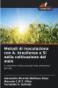 Metodi di inoculazione con A. brasilense e Si nella coltivazione del mais