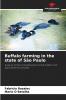 Buffalo farming in the state of São Paulo