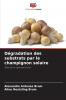 Dégradation des substrats par le champignon solaire