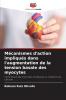 Mécanismes d'action impliqués dans l'augmentation de la tension basale des myocytes