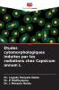 Études cytomorphologiques induites par les radiations chez Capsicum annum L