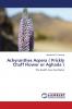 Achyranthes Aspera ( Prickly Chaff Flower or Aghada )