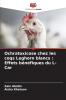 Ochratoxicose chez les coqs Leghorn blancs