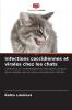 Infections coccidiennes et virales chez les chats