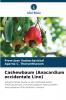Cashewbaum (Anacardium occidentale Linn)