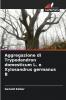 Aggregazione di Trypodendron domesticum L. e Xylosandrus germanus B
