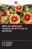 Effet de différents niveaux de N P K sur la gaillarde