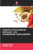 Coentro (Coriandrum sativum)