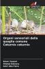 Organi sensoriali della quaglia comune Coturnix coturnix
