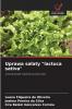 Uprawa sałaty lactuca sativa