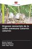 Organes sensoriels de la caille commune Coturnix coturnix