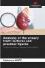 Anatomy of the urinary tract