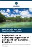 Phytoplankton in Austernzuchtgebieten in der Bucht von Camamu Brasilien