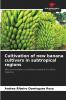 Cultivation of new banana cultivars in subtropical regions