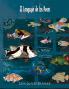 El lenguaje de los peces