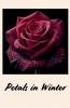 Petals in winter