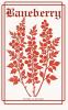 Baneberry