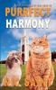 Purrfect Harmony