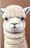 It's Time to Learn about Alpacas