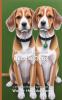 It's Time to Learn about Beagle Dogs