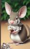 It's Time to Learn about Bilbies
