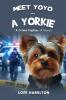 Meet Yoyo - A Yorkie
