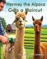 Hermey the Alpaca Gets a Haircut