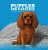 Pupples the Cavalier