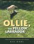 OLLIE THE YELLOW LABRADOR