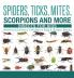 Spiders Ticks Mites Scorpions and More | Insects for Kids - Arachnid Edition | Children's Bug & Spider Books