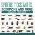 Spiders Ticks Mites Scorpions and More | Insects for Kids - Arachnid Edition | Children's Bug & Spider Books