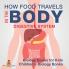 How Food Travels In The Body - Digestive System - Biology Books for Kids | Children's Biology Books
