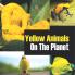 Yellow Animals On The Planet