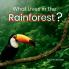 What Lives in the Rainforest?