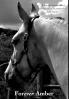 Forever Amber