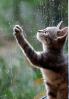 And God Created Cats