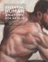 ESSENTIAL HUMAN ANATOMY FOR ARTISTS