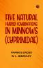 Five Natural Hybrid Combinations in Minnows (Cyprinidae)