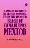 Mammals Obtained by Dr. Curt von Wedel from the Barrier Beach of Tamaulipas Mexico