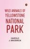 Wild Animals of Yellowstone National Park