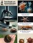 Text Book on Invertebrates (THEORY & PRACTICAL)