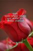 Roses: Advanced Production Techniques Value Addition and Marketing Strategies / गुलाब: उन्नत उत्पादन तकनीक मूल्य संवर्धन और विपणन रणनीतियाँ