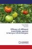 Efficacy of different insecticides against Liriomyza trifolii Burgess