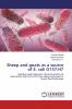 Sheep and goats as a source of E. coli O157