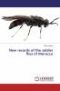 New records of the soldier flies of Morocco