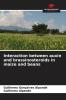 Interaction between auxin and brassinosteroids in maize and beans