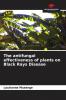 The antifungal effectiveness of plants on Black Rays Disease